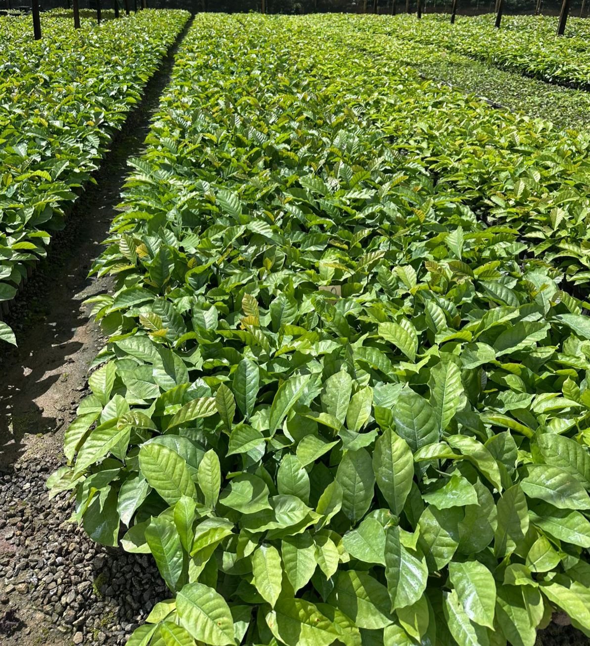 Muda de café conilon