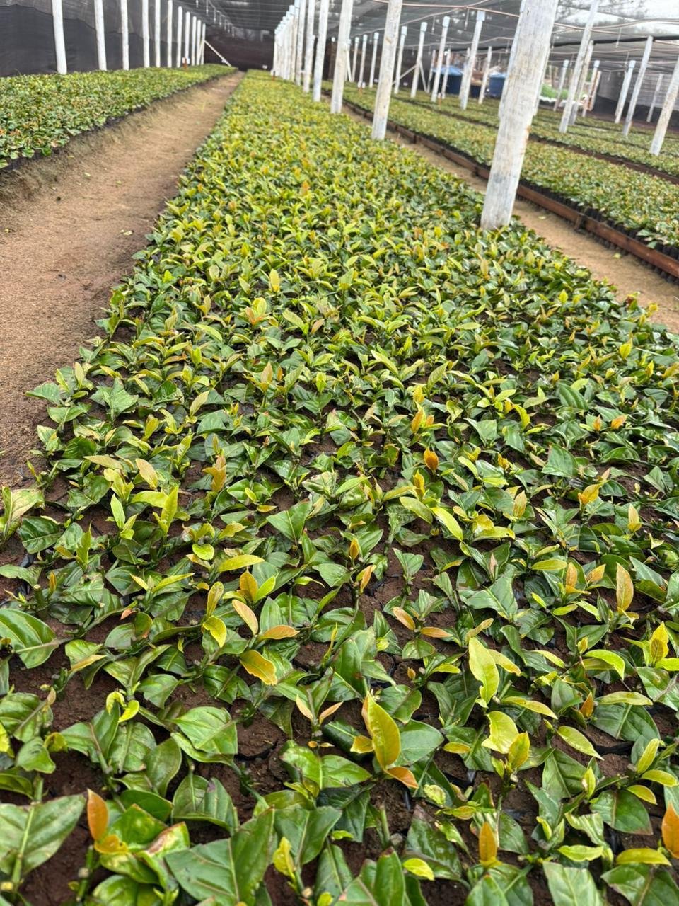 Muda de café robusta