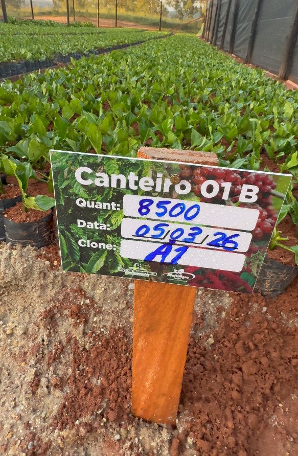 Vídeo sobre mudas de café conilon e robusta
