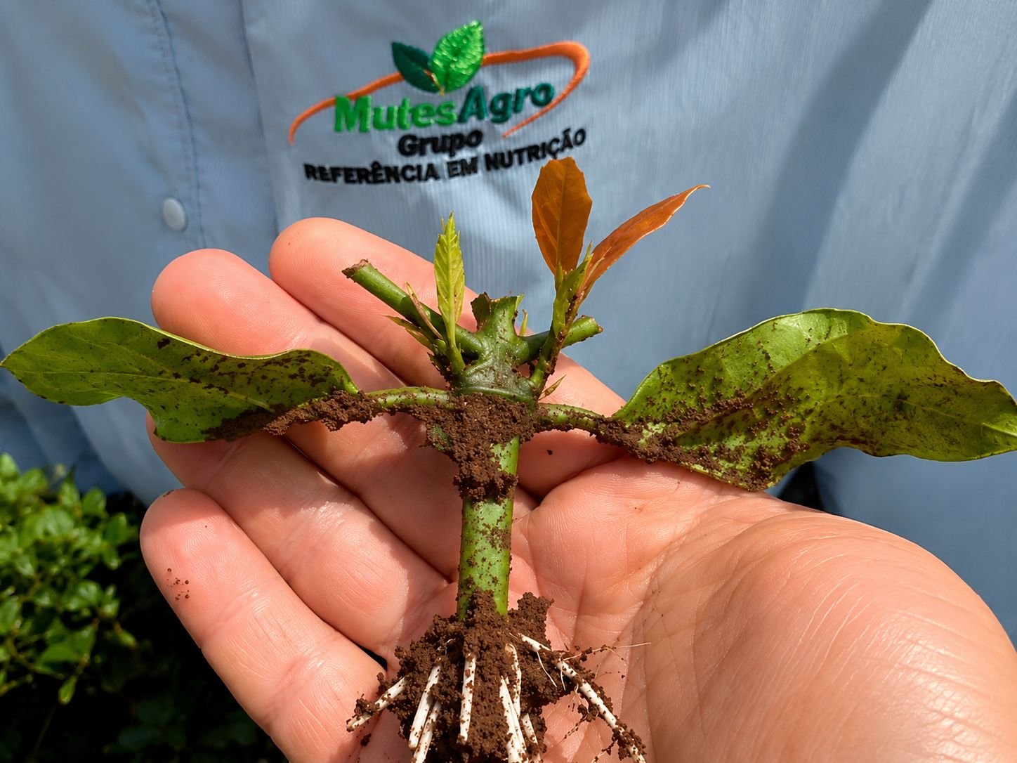 Viveiro de mudas de café robusta e conilon